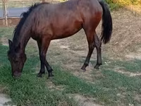 Mare, Horses — photo 2