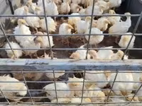 Turkeys — الصورة 2