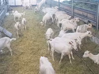 Koza, Saanen goat — foto 5
