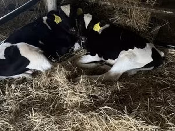 Bika, Russian Black pied cattle — Magyarország