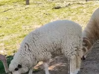母羊, Sheep — 照片 4
