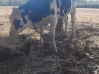सांड, Russian Black pied cattle — फ़ोटो 1