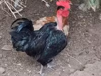 Chickens — foto 3