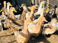 Ducks — photo 1