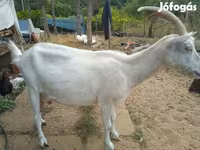 Bak, Saanen goat — 3. fotó