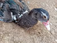 Ducks — foto 4