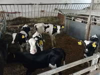 Cattle (batch, sex not specified), Russian Black pied cattle — photo 2