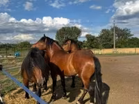 母马, Horses — 照片 5