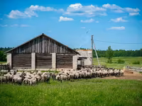 Kos, Romanov sheep — 3. fotó