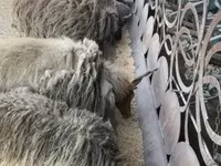 Sheep, Sheep — photo 3