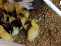Ducks — 照片 2