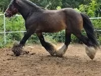 Hengst, Gypsy horse — Foto 3