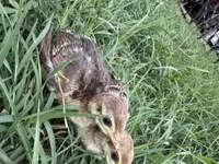 Guinea fowl — Foto 2