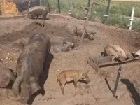 Pigs (batch, sex not specified), Дюрок — photo 3