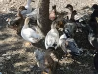 Ducks — الصورة 4