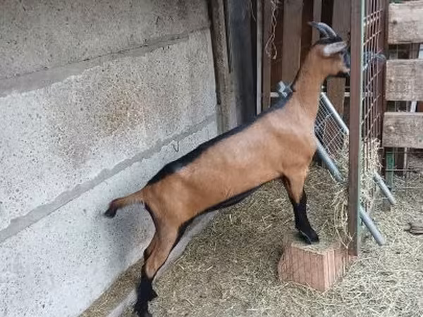 बकरी, Alpine goat