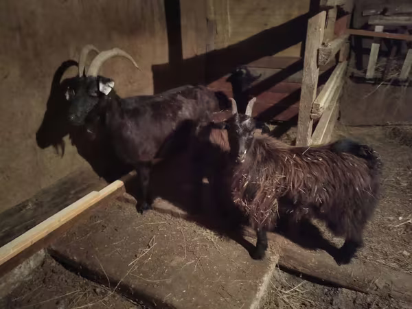 Goat, Goats