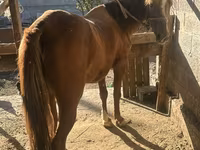 فرس, الخيول — الصورة 2