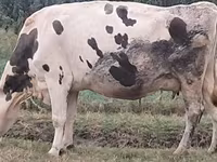 Cow, Russian Black pied cattle — photo 3