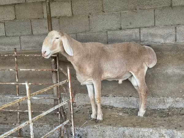 Carneiro, Ovelhas