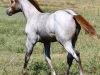 Kanca, Quarter Horse — 4. fotó