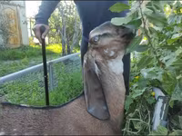 Goat, Beetal goats — photo 2