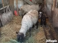 Juh, White Suffolk sheep — 4. fotó