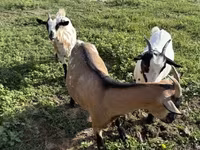 母山羊, Goats — 照片 3