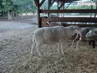 نعجة, Lacaune sheep — الصورة 7
