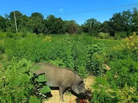 母猪, Pigs — 照片 6