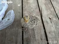 Quails — foto 1