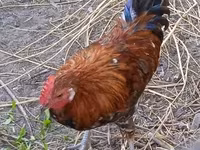 Chickens — photo 2