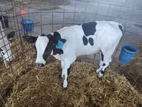 गाय, Swiss cattle — फ़ोटो 8