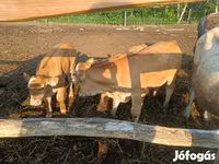 Vaca, Simmental cattle — foto 5