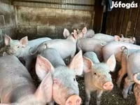 Schweine (Partie, Geschlecht nicht angegeben), Пьетрен — Foto 2