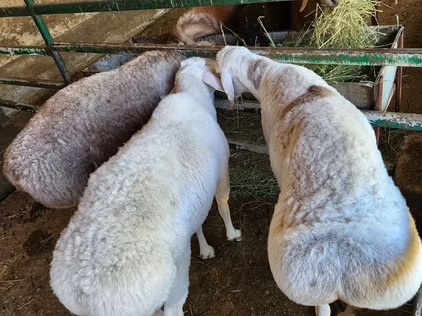Ram, Sheep