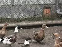 Ducks — Foto 1