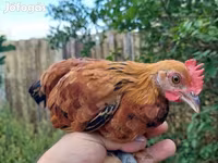 Chickens — 照片 3