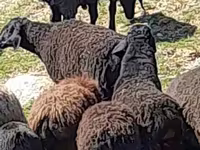 Bélier, Moutons — photo 1