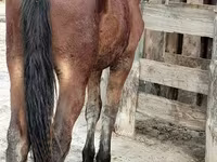 Caballo, Vladimir heavy draft — foto 4