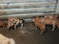 Pigs (batch, sex not specified), Дюрок — photo 7