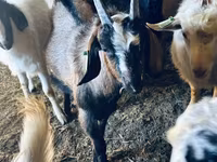 Billy Goat, Nubian Goat — photo 6