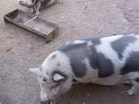 母猪, Pigs — 照片 1