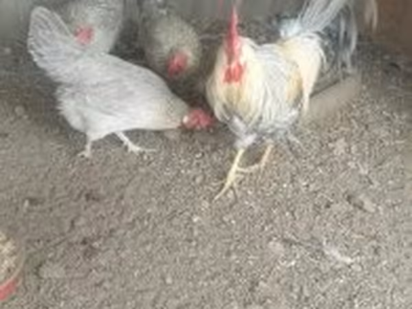 Danish hen