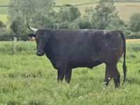 Tehén, Wagyu — 5. fotó