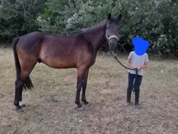 Hing, Hungarian horse breed — Magyarország
