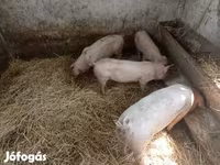 Süldőanya, Sertések — 2. fotó