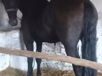 Horse (M), Friesian — photo 2