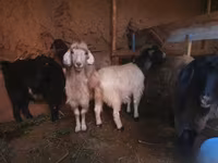 Goat, Goats — photo 2