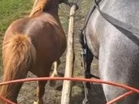 Mare, Horses — photo 1
